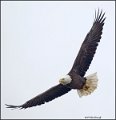 _1SB0801 bald eagle